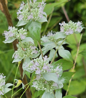 Malcolm's Whiteleaf Mountainmint, Sage, Pycnanthemum albescens 'Malcolm Vidrine'